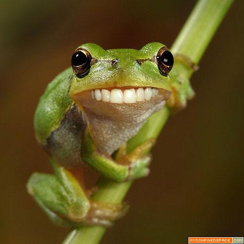 Funny Frog New Photos 2011 Funny And Cute Animals