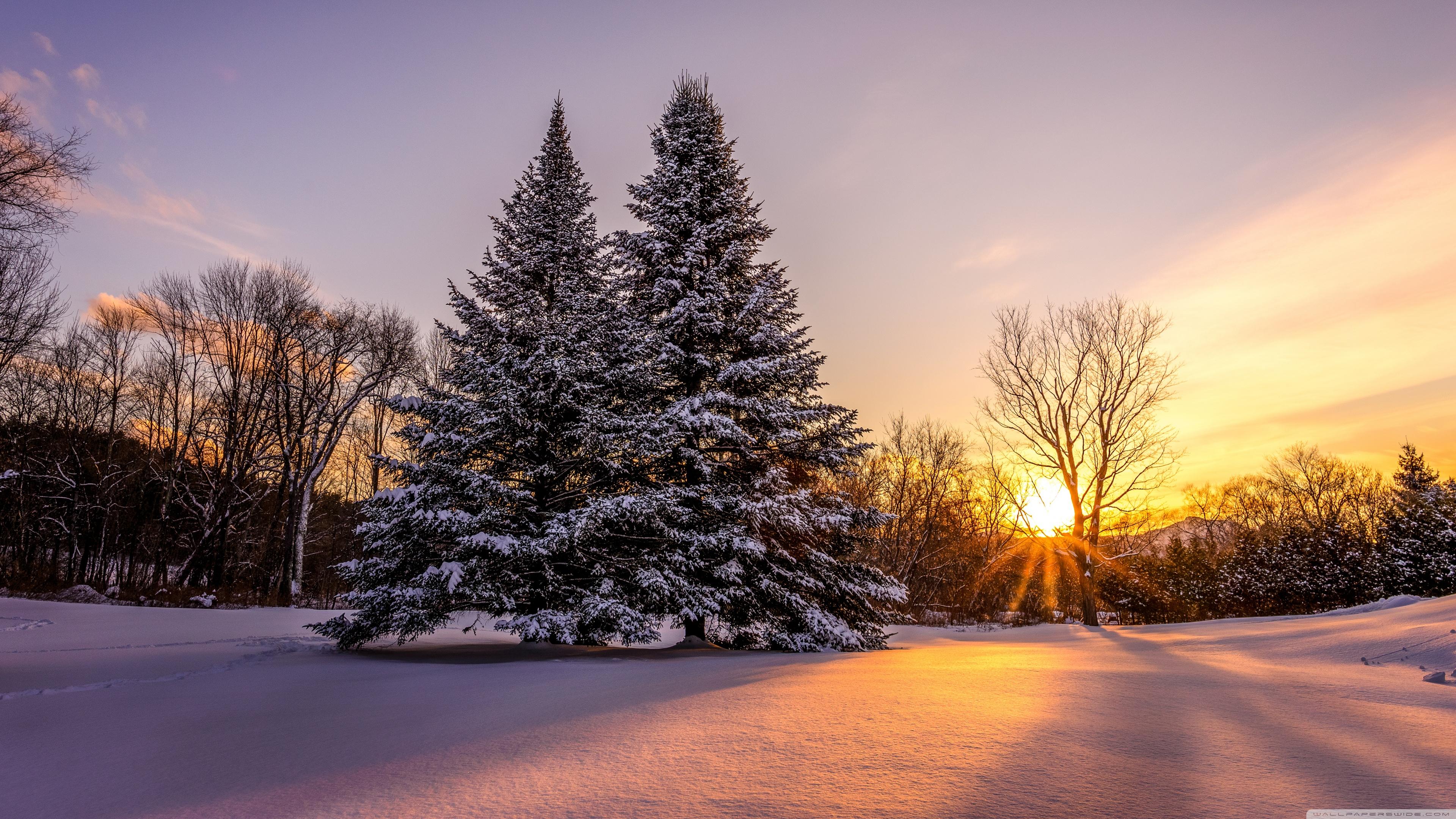Winter Landscape Pine Trees Orange Sunset Ultra HD Desktop