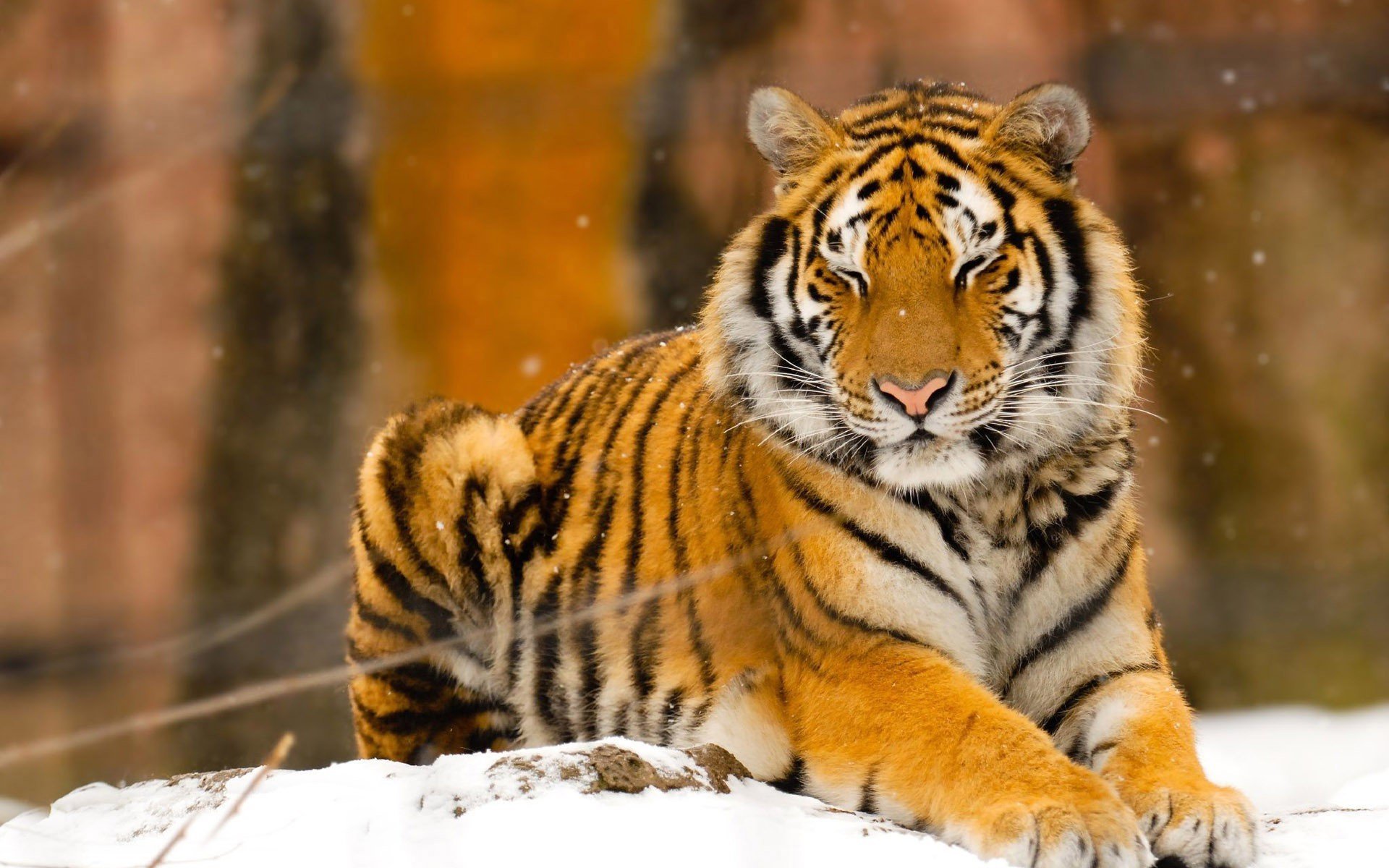 69+] Siberian Tiger Wallpaper - WallpaperSafari