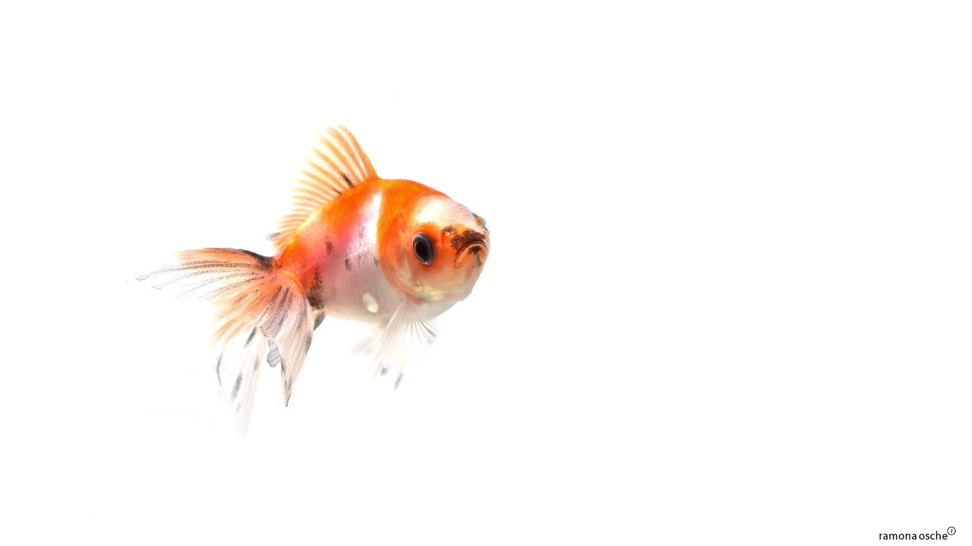 Alf Img Showing Goldfish Wallpaper White