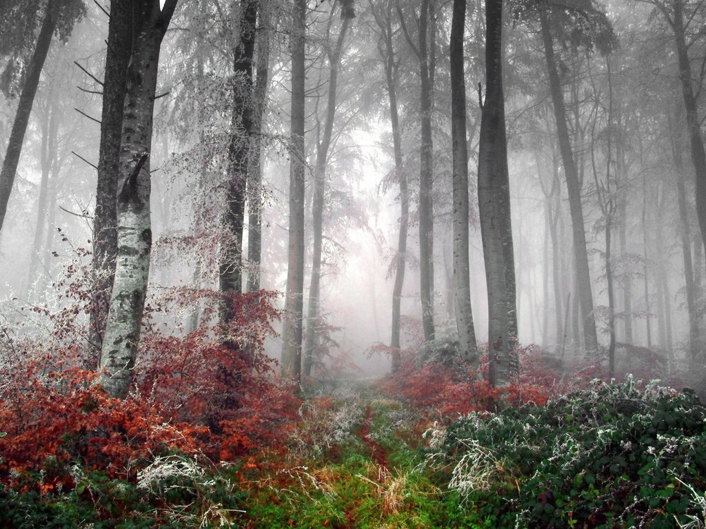 Foggy Forest Background Wallpaper HD