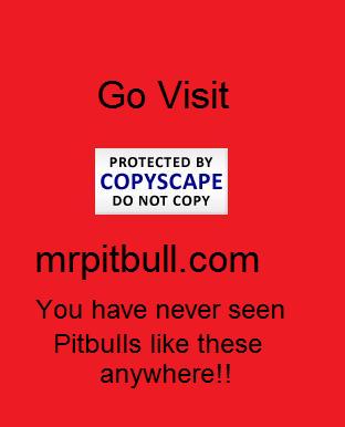 Pitbull Pictures Wallpaper Photos