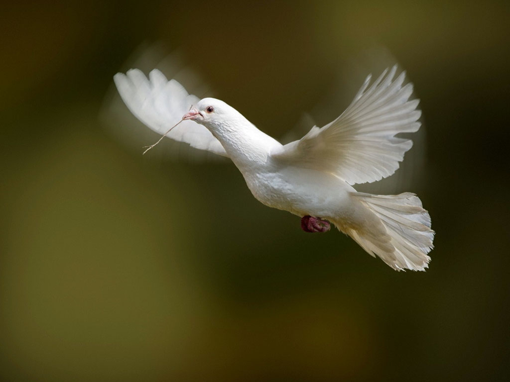 wallpapers White Dove Wallpapers 1024x768