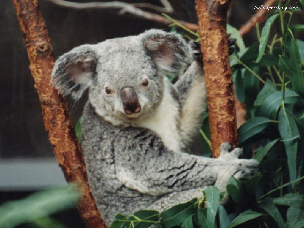 Cute Koala Bear Picture Wallpaper