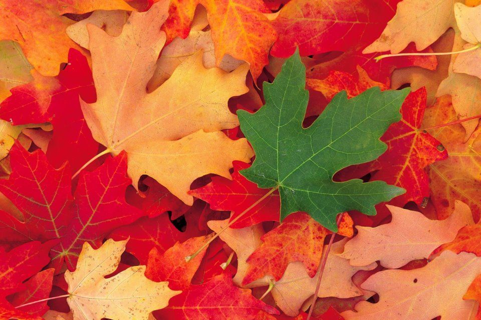 Odd One Out Leaves Leaf Image Fall Wallpaper