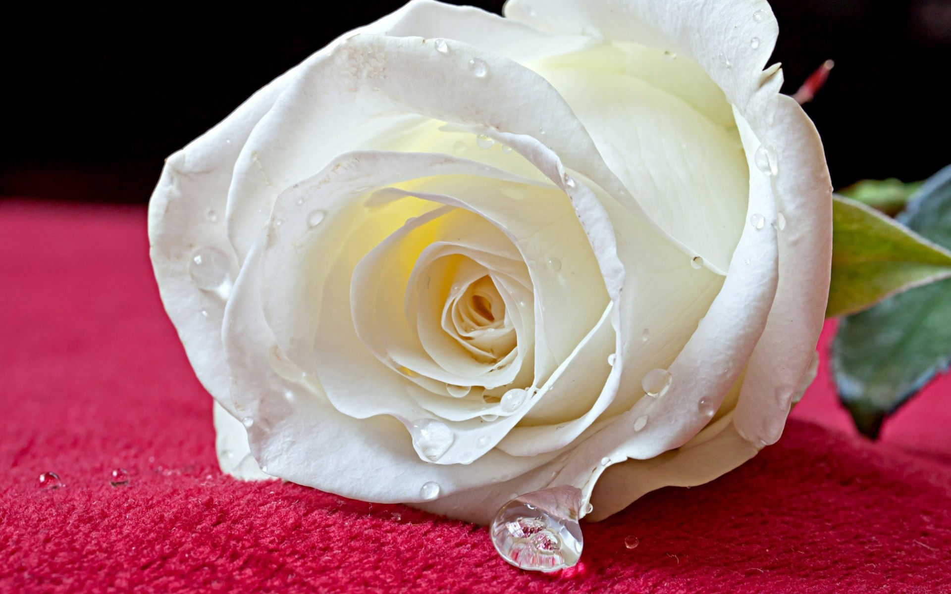 The Below Image is download White Rose Wallpaper