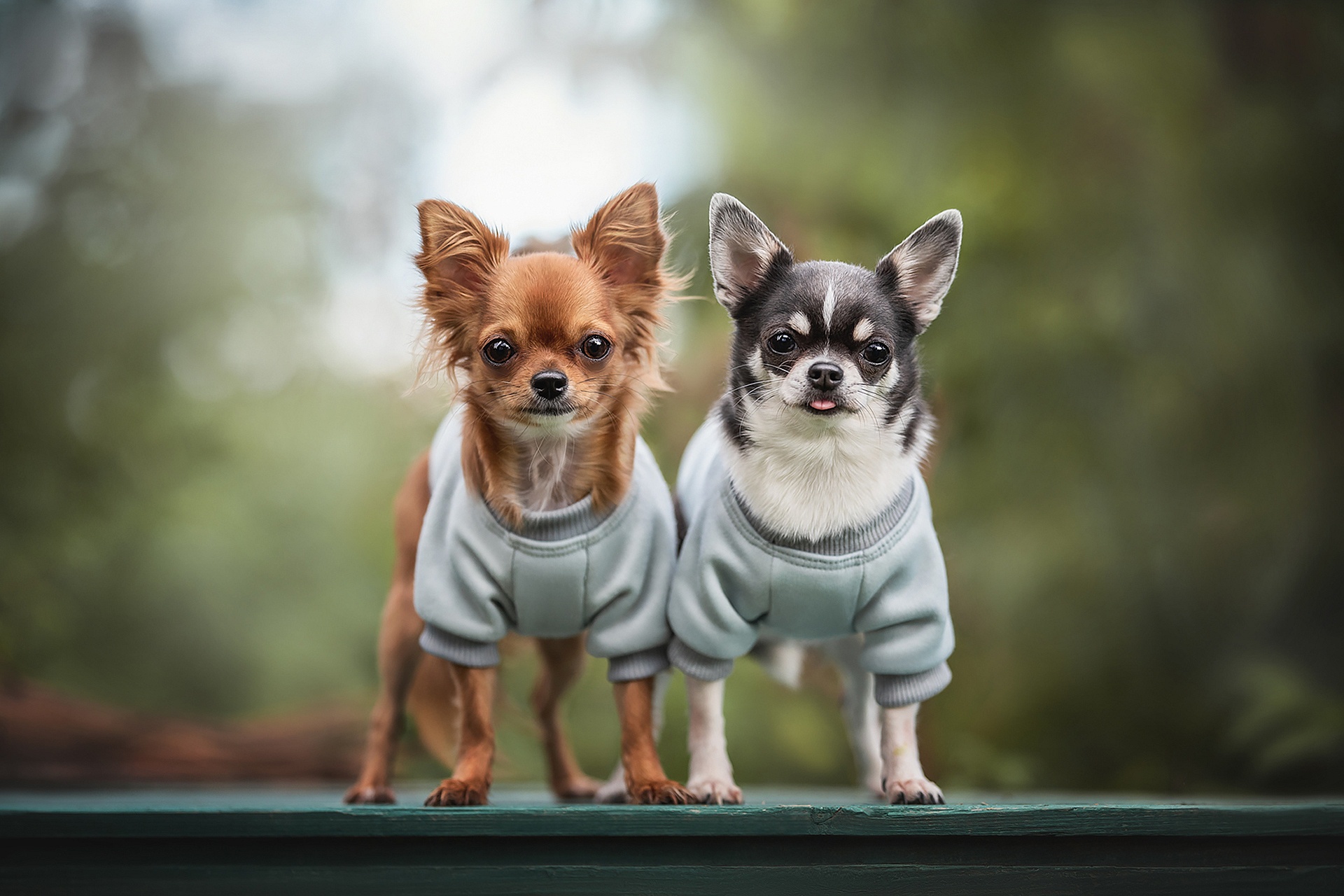 Wallpaper Chihuahua