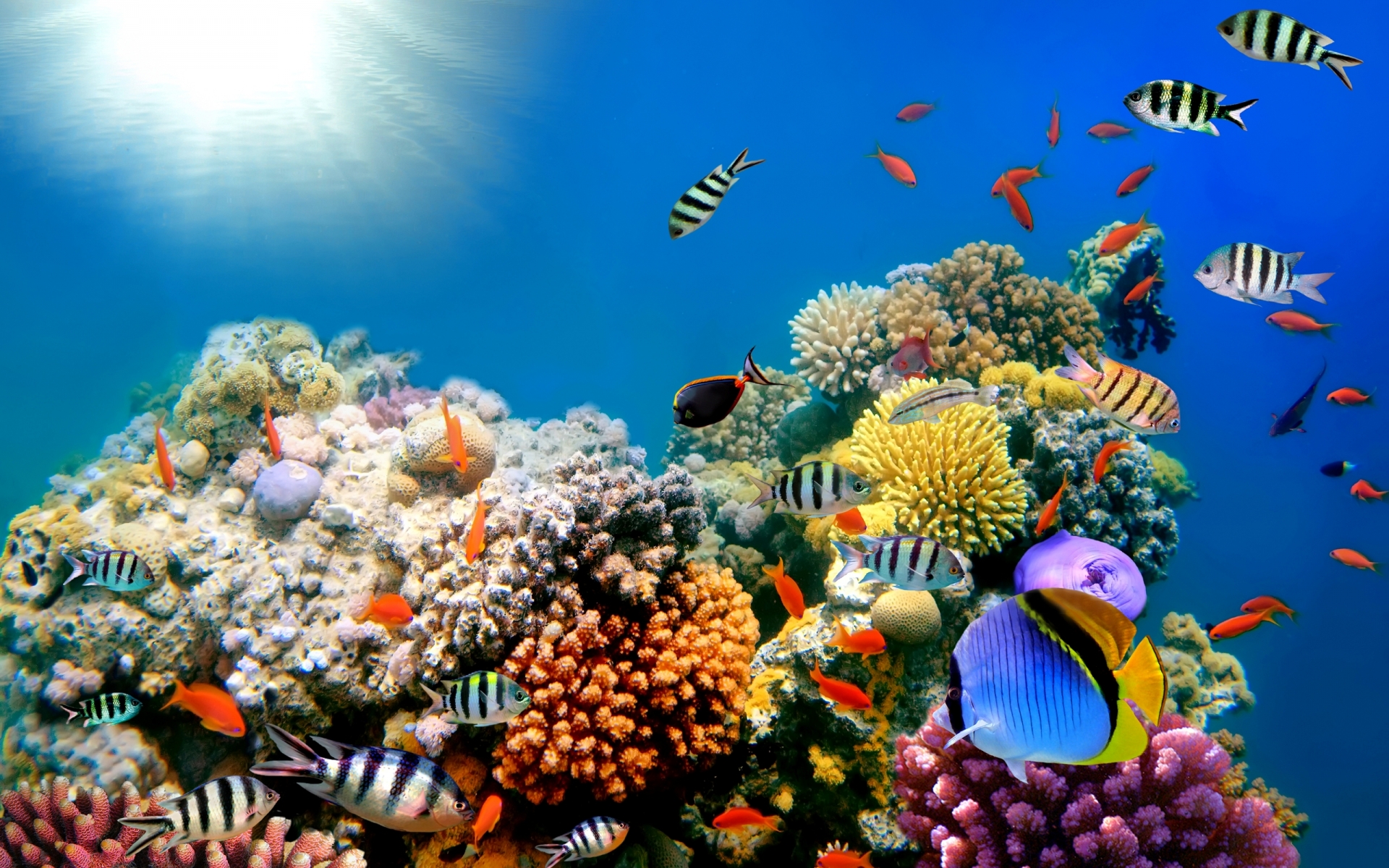 Reef Ocean Sea Underwater Wallpaper Background