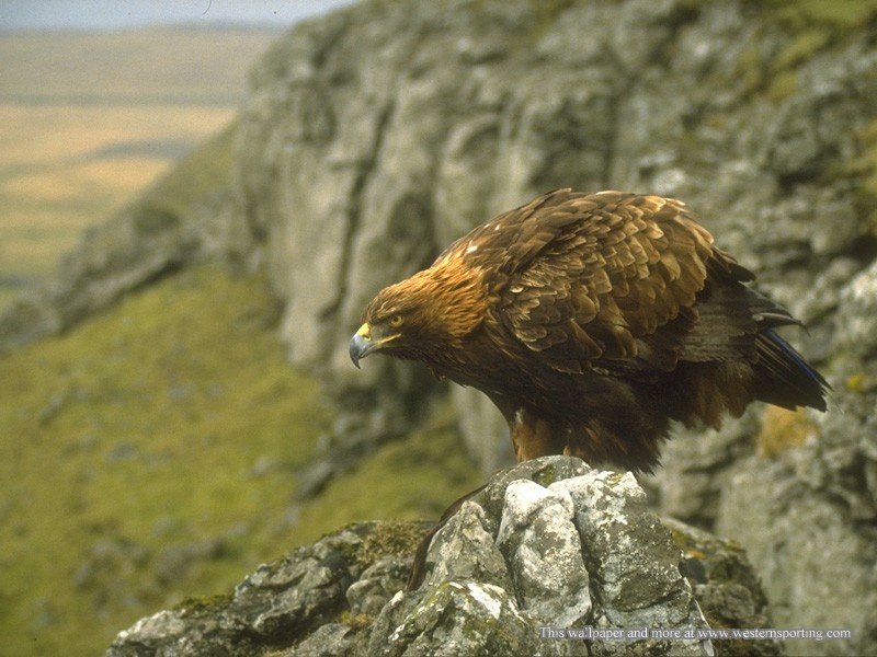 Golden Eagle Wallpaper Image Search Results