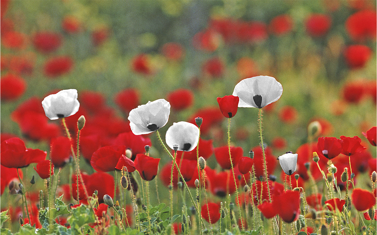 White Poppies For Peace