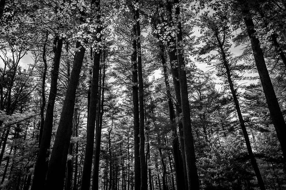 Tonal Contrast Of Tall Forest Trees Cyi76vps0y0quvgw Wallpaper