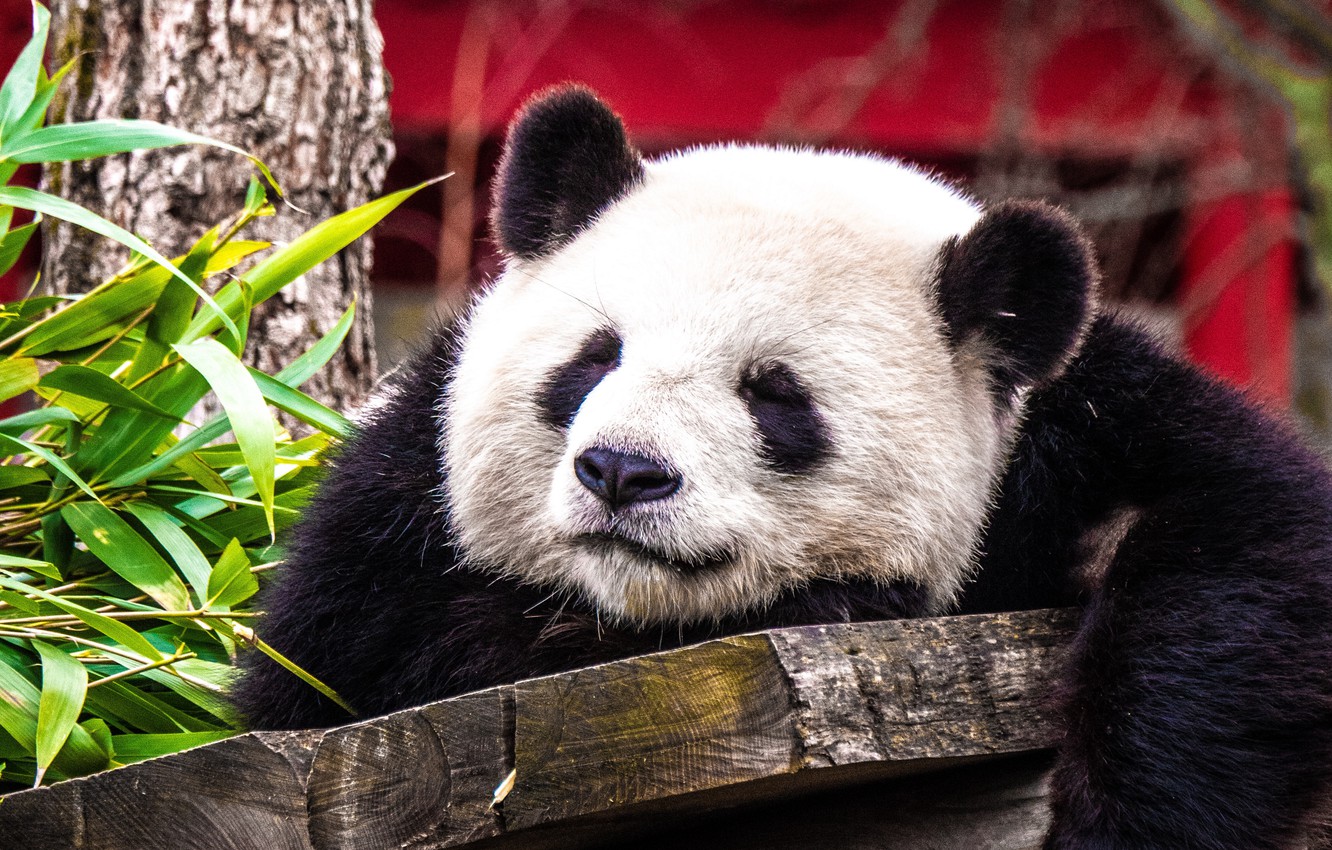 Wallpaper Animals Cute Sleeping Panda Blur Effect Muzzle