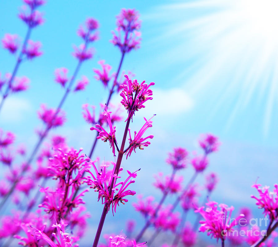 Spring Flower Background By Anna Omelchenko
