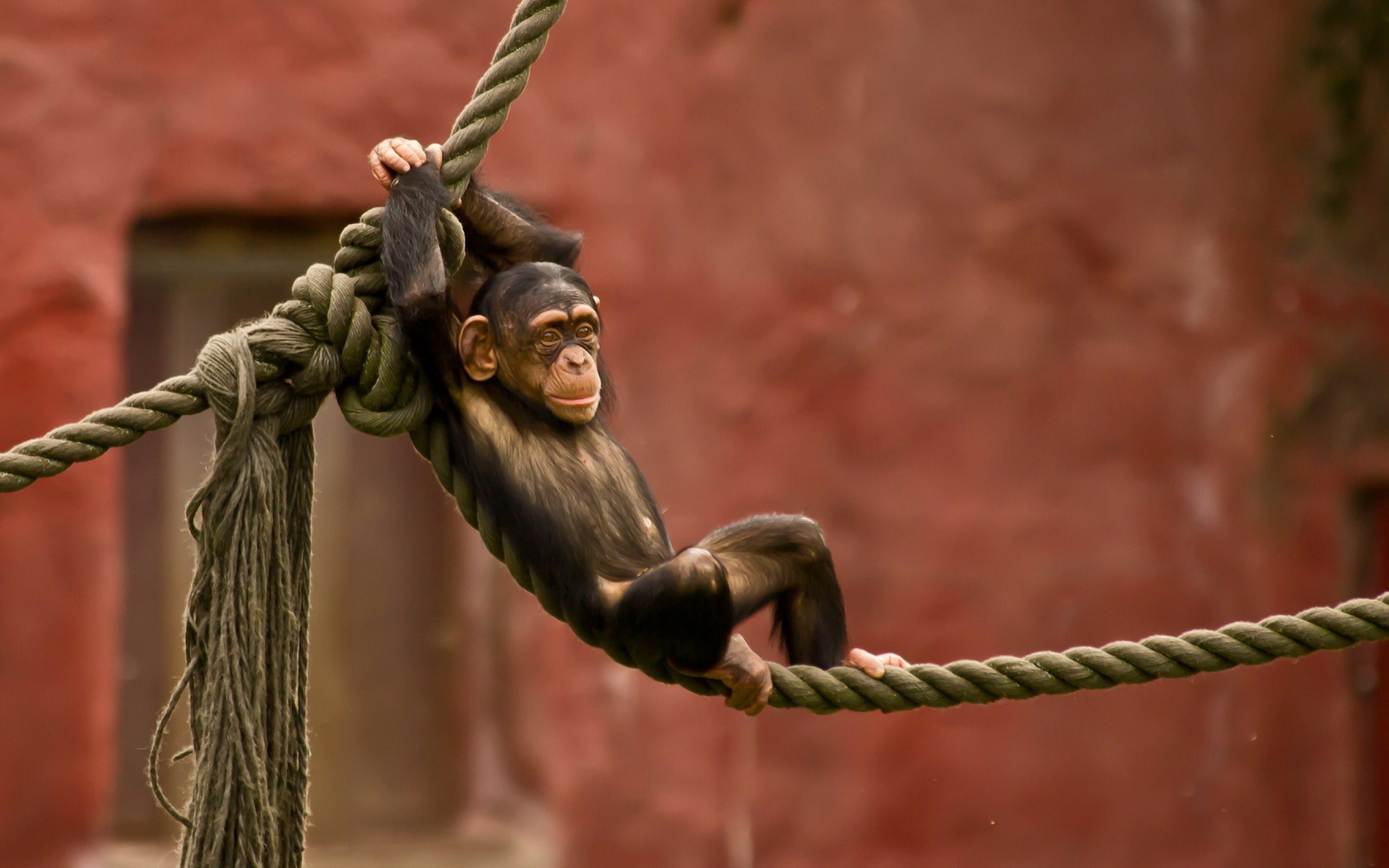Chimpanzee Chilling On A Rope Wallpaper Id