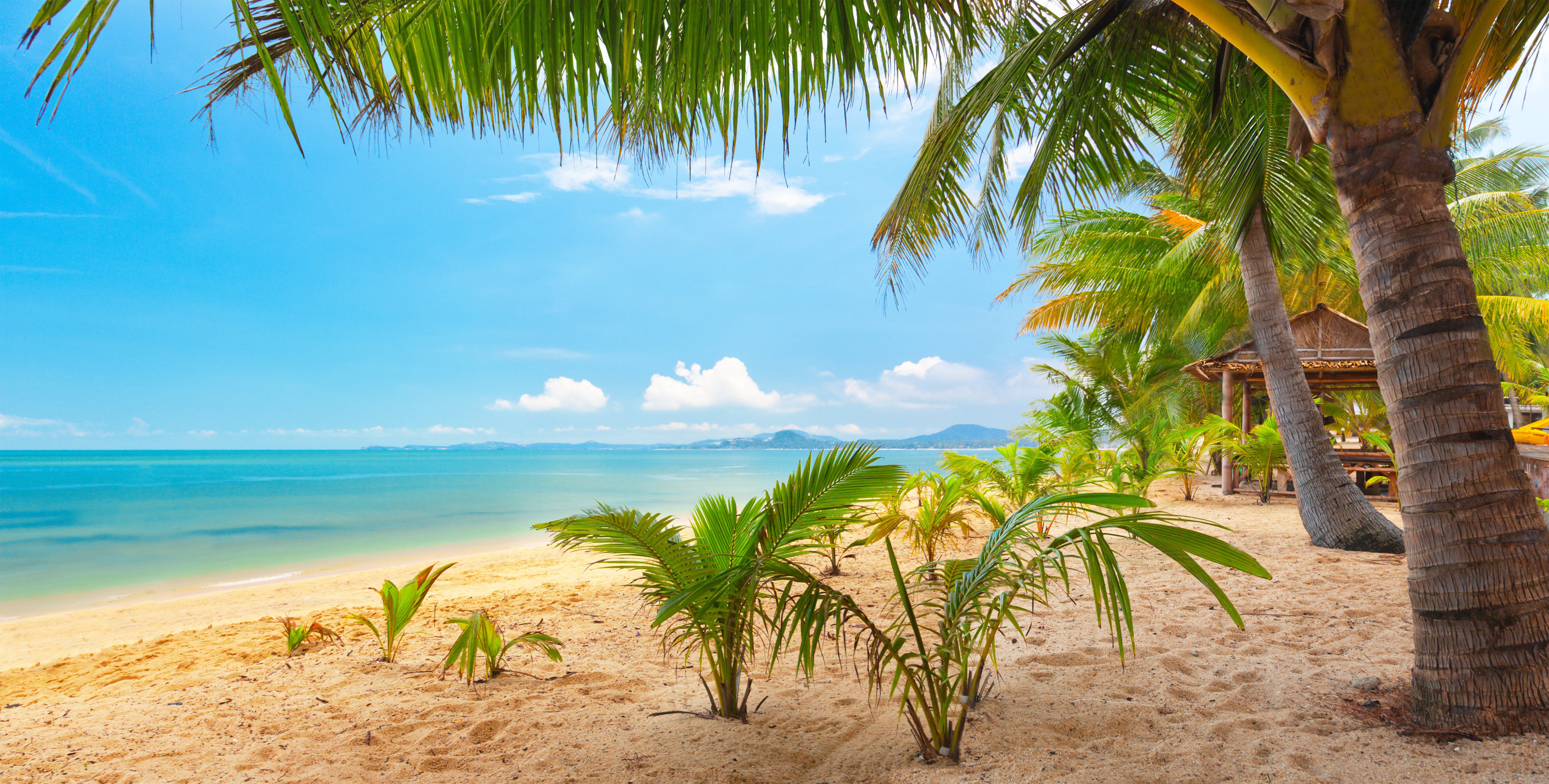 Sand sea sky palm trees nature tropical landscape beautiful wallpaper