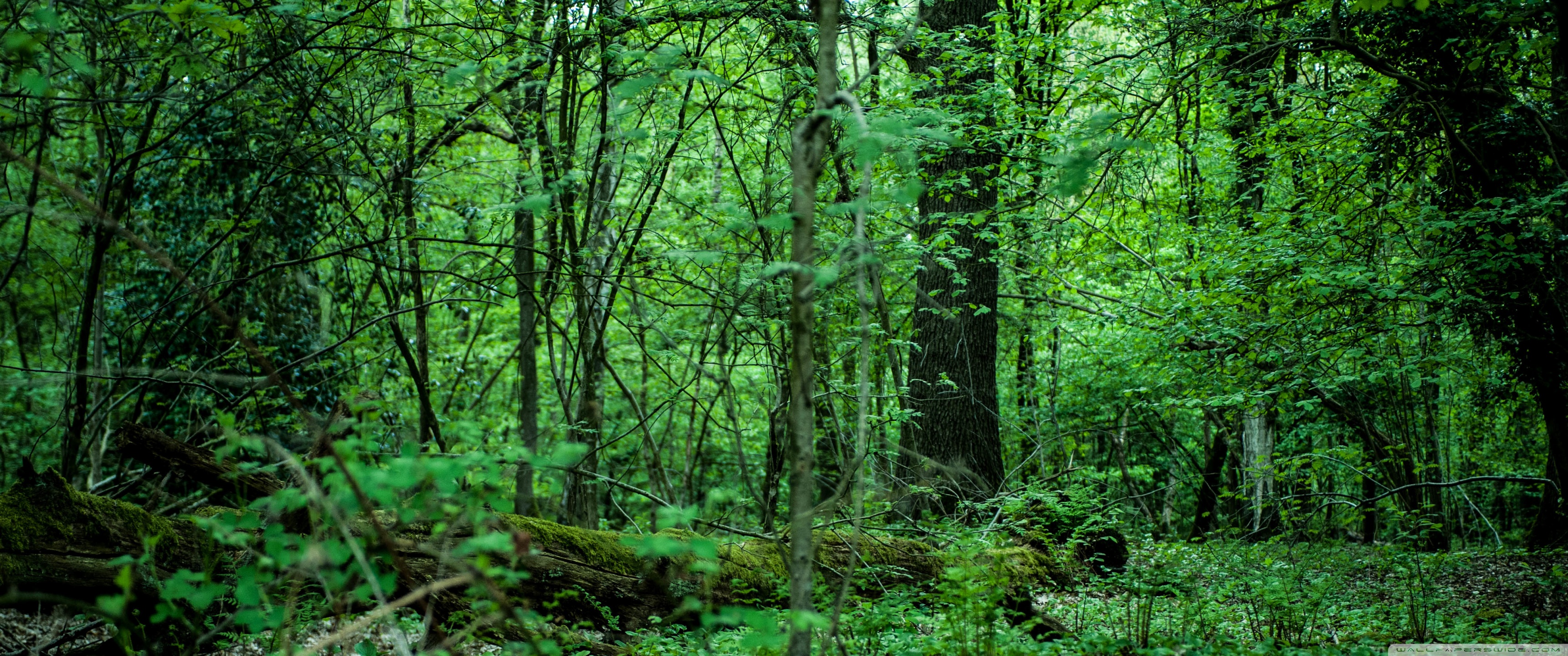 The Green Forest Ultra HD Desktop Background Wallpaper For
