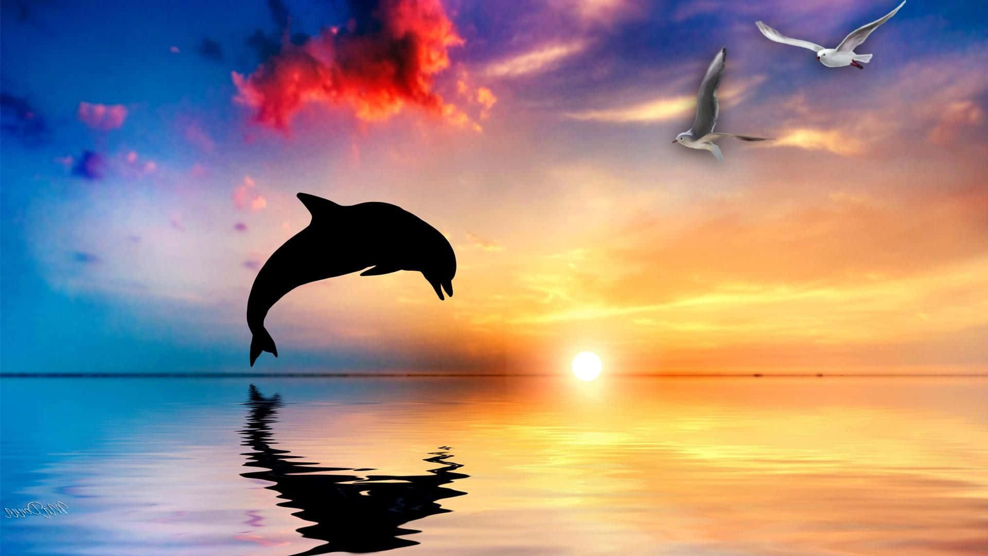 Cute Dolphin Beautiful Picture Wallpaper