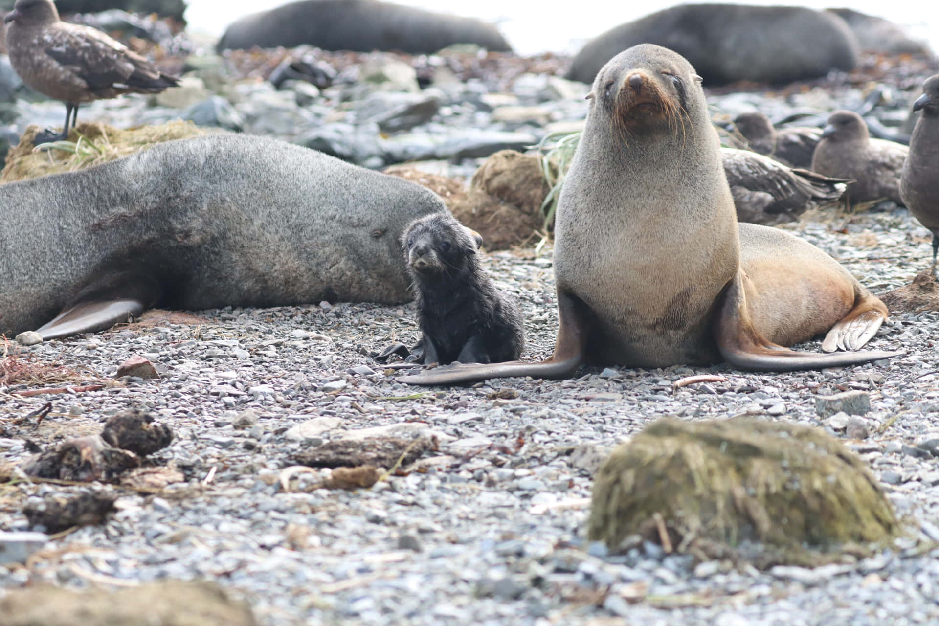 Southern Fur Seal Pup Wallpaper
