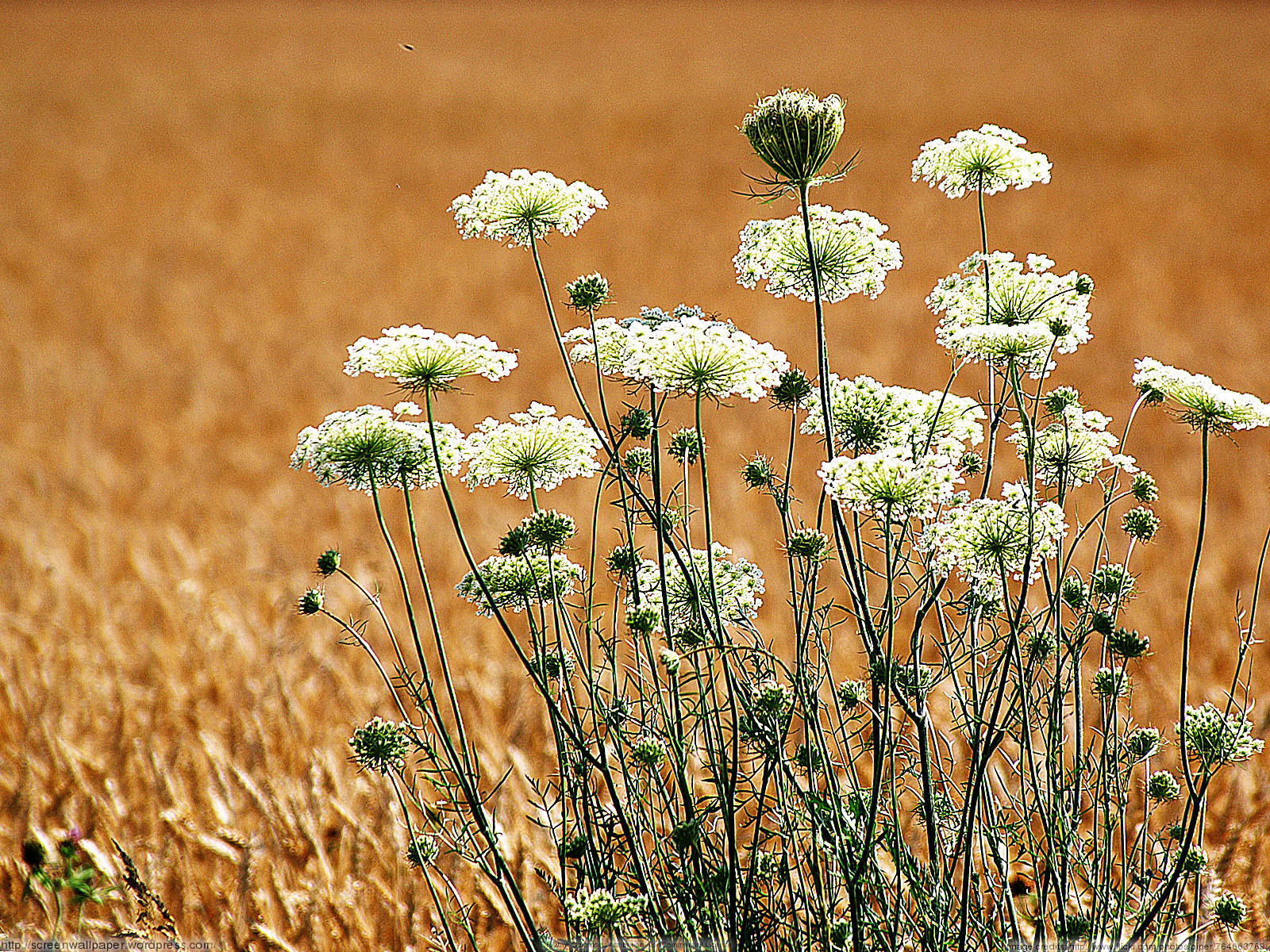 Queen Anne S Lace In Wheat Just Great Wallpaper