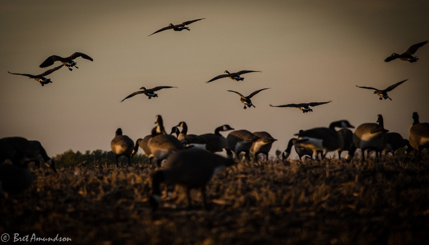Goose Hunting Wallpaper Top Background