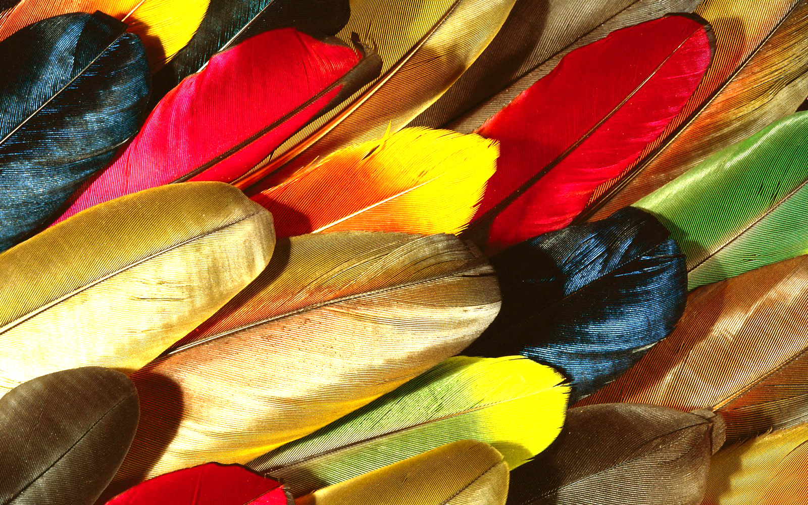 Beautidful Bird Feathers Parrot Puter Wallpaper HD