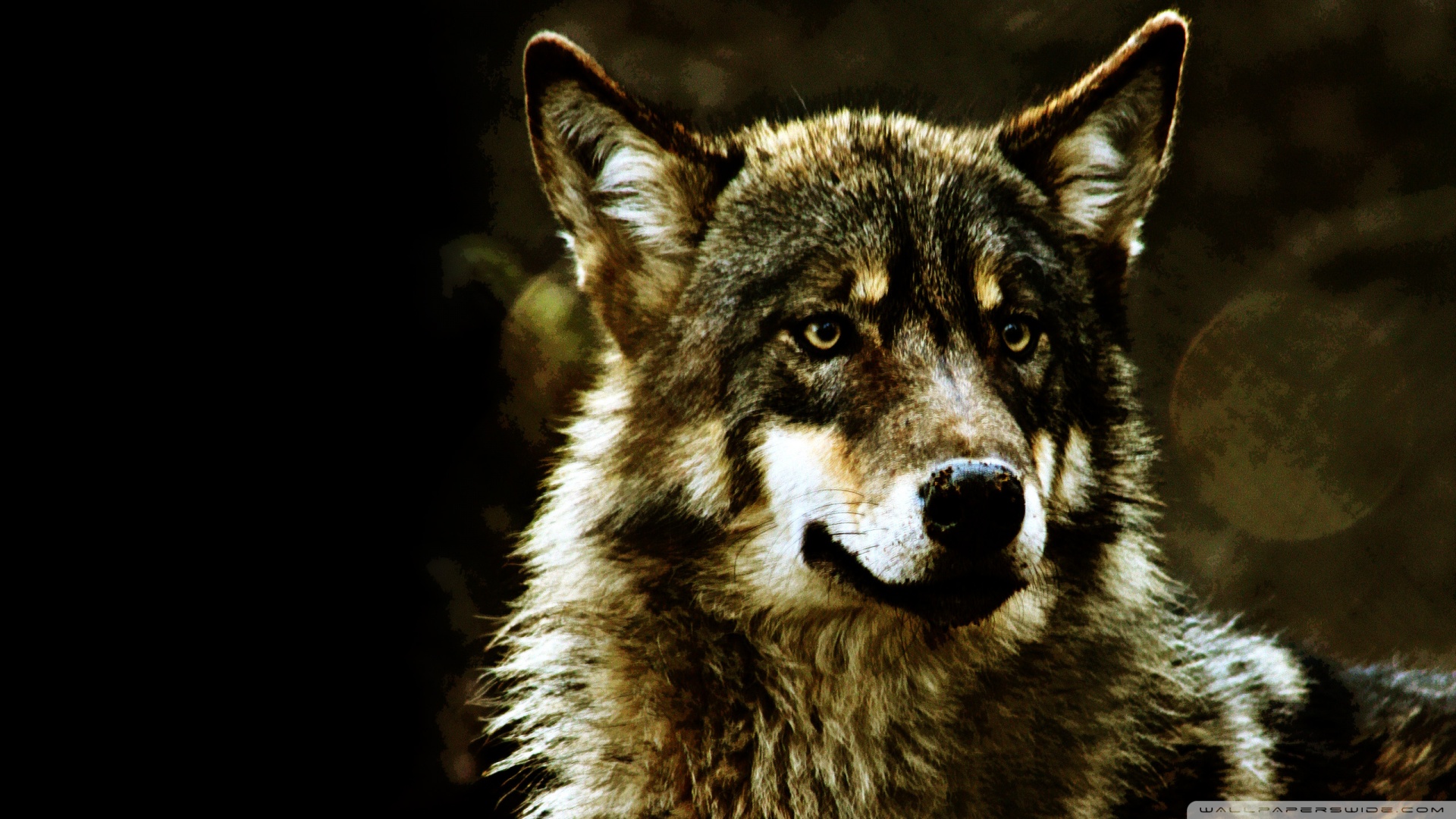 Wolf Wallpaper HD Desktop Background