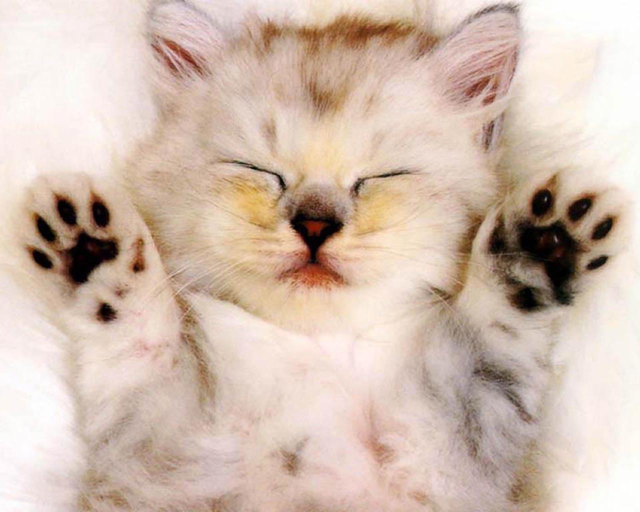 Animal Wallpaper Very Cute Baby Kitten Image Stock