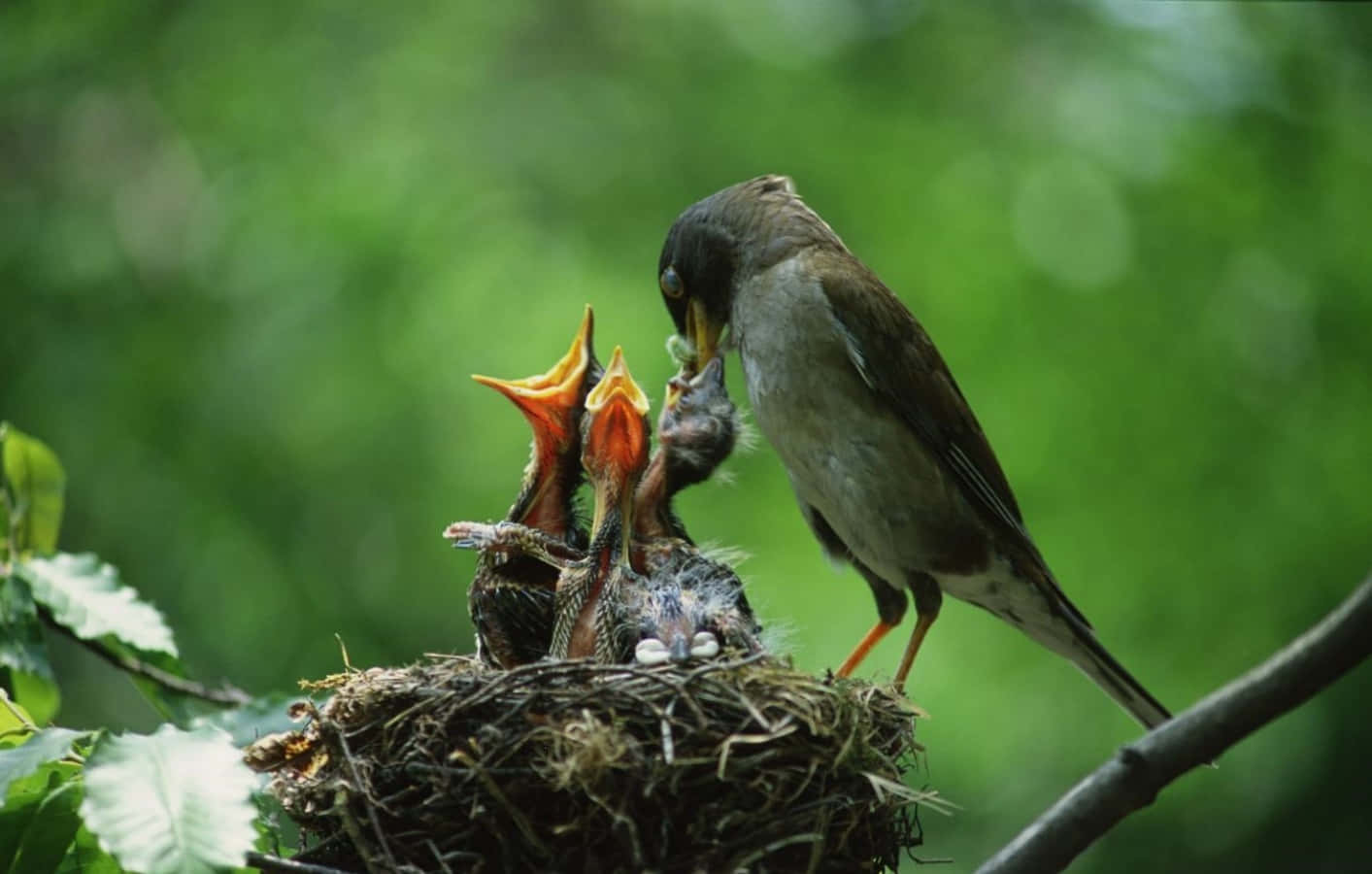 Mother Bird Picture Wallpaper