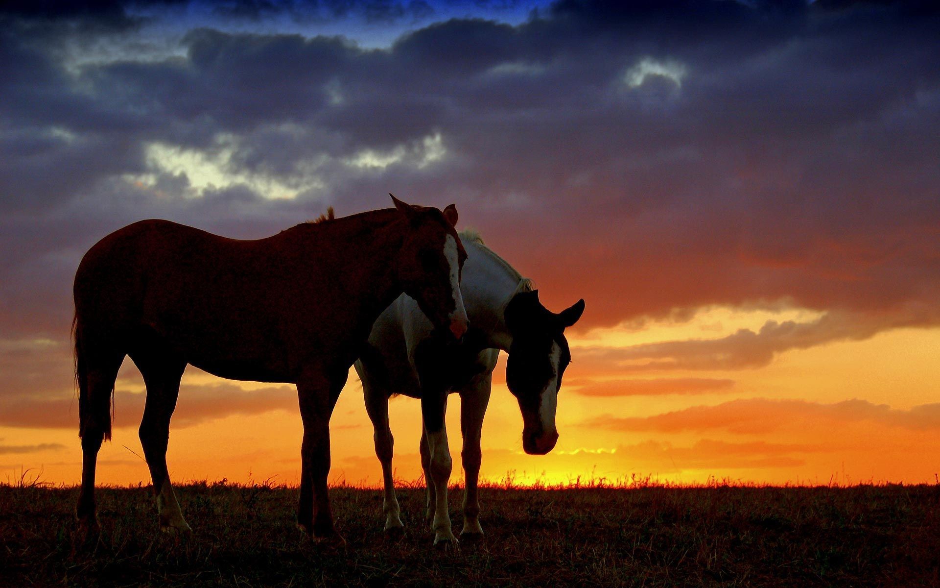 Silhouettes of two horses against a vibrant sunset sky