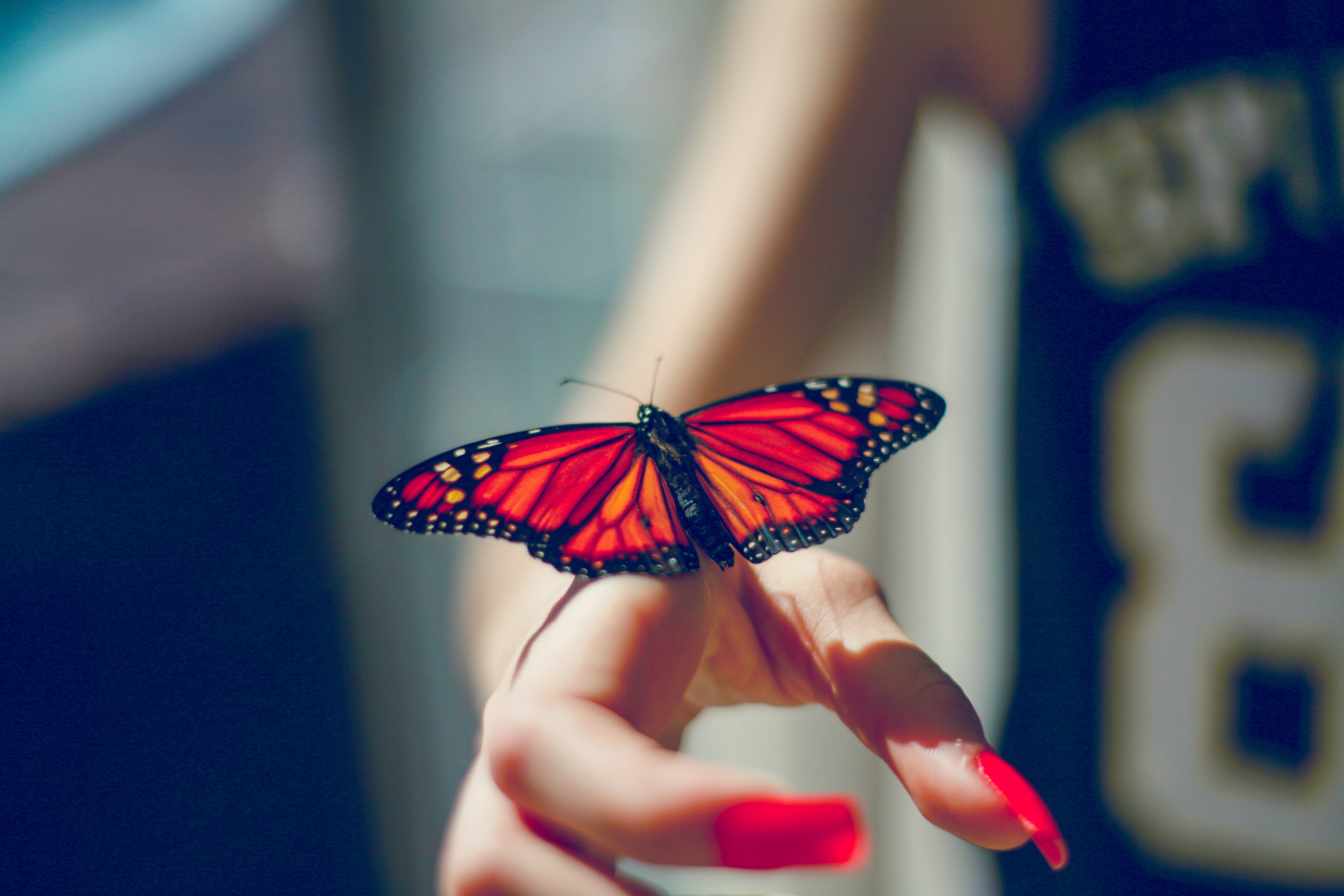Wallpaper Butterfly Insect Hand HD Background