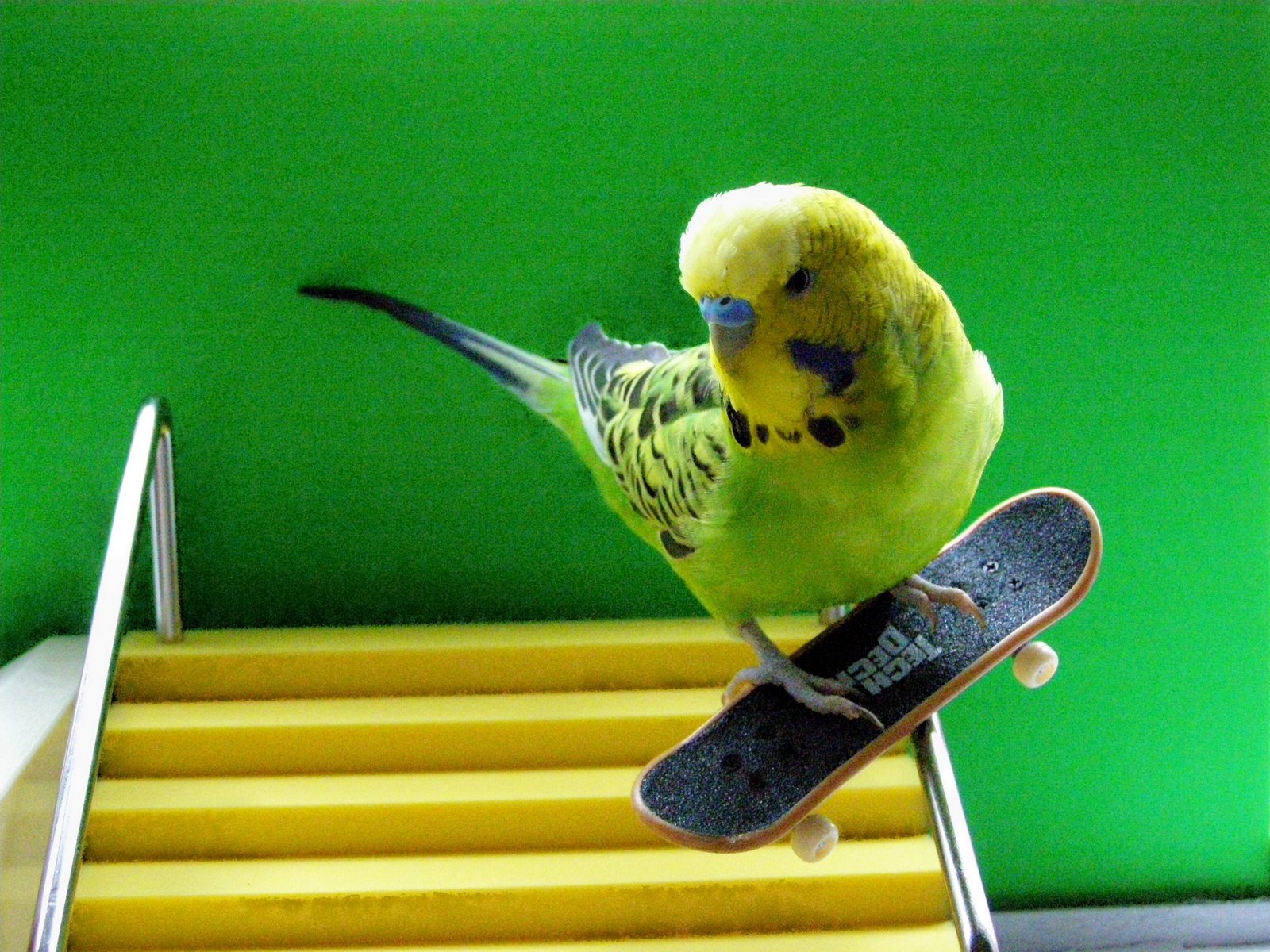 Best Parakeet Background Wallpaper