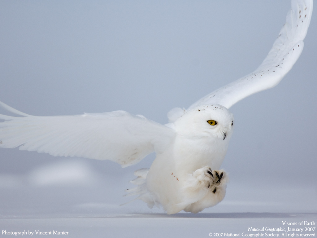 White Owl Hunting