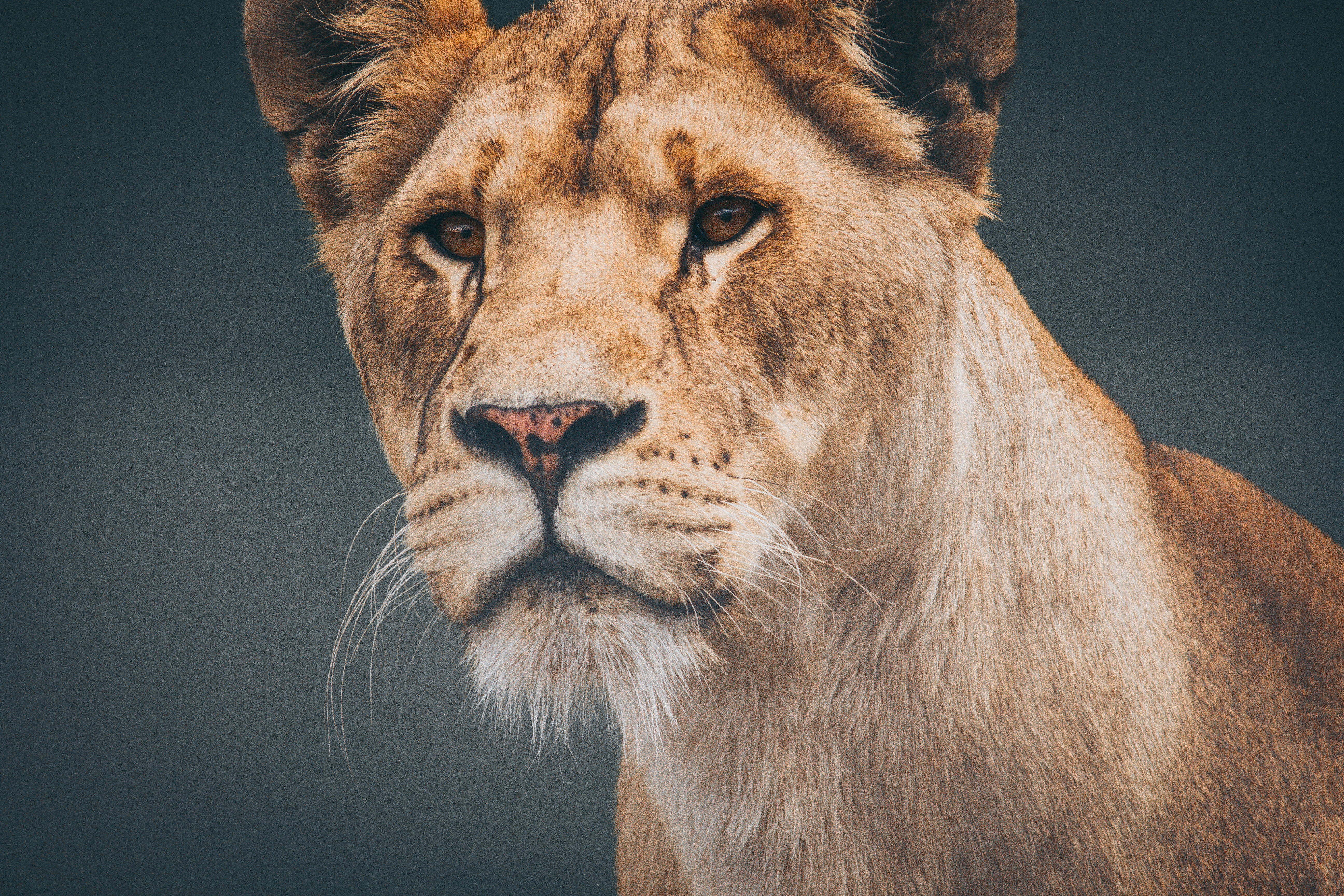 Wallpaper Lion Lioness Muzzle Predator HD