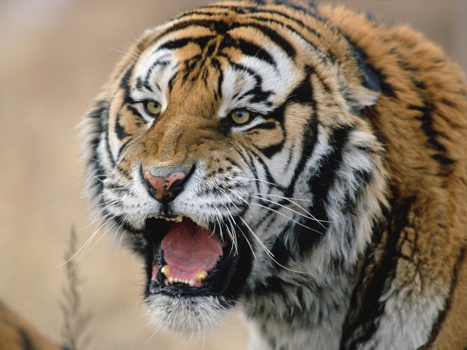Best Desktop HD Wallpaper Tiger