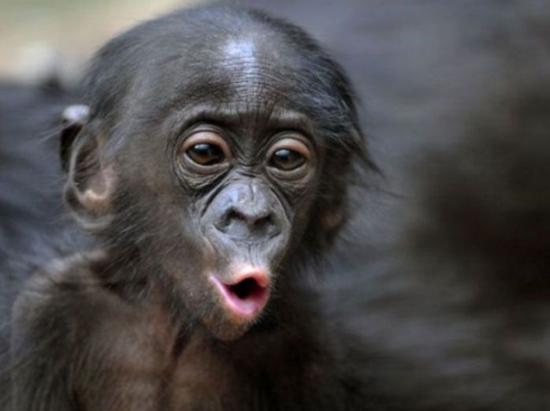 Funny Chimpanzee Pictures Galaxy Wallpaper