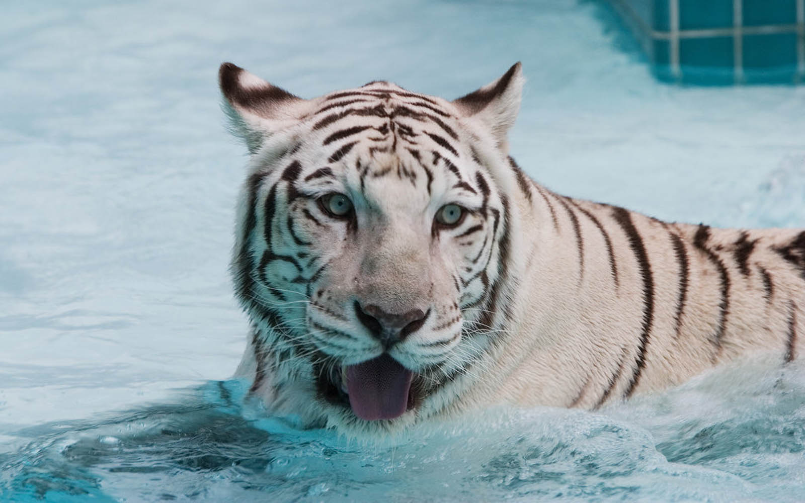 wallpapers White Tiger Wallpapers 1600x1000