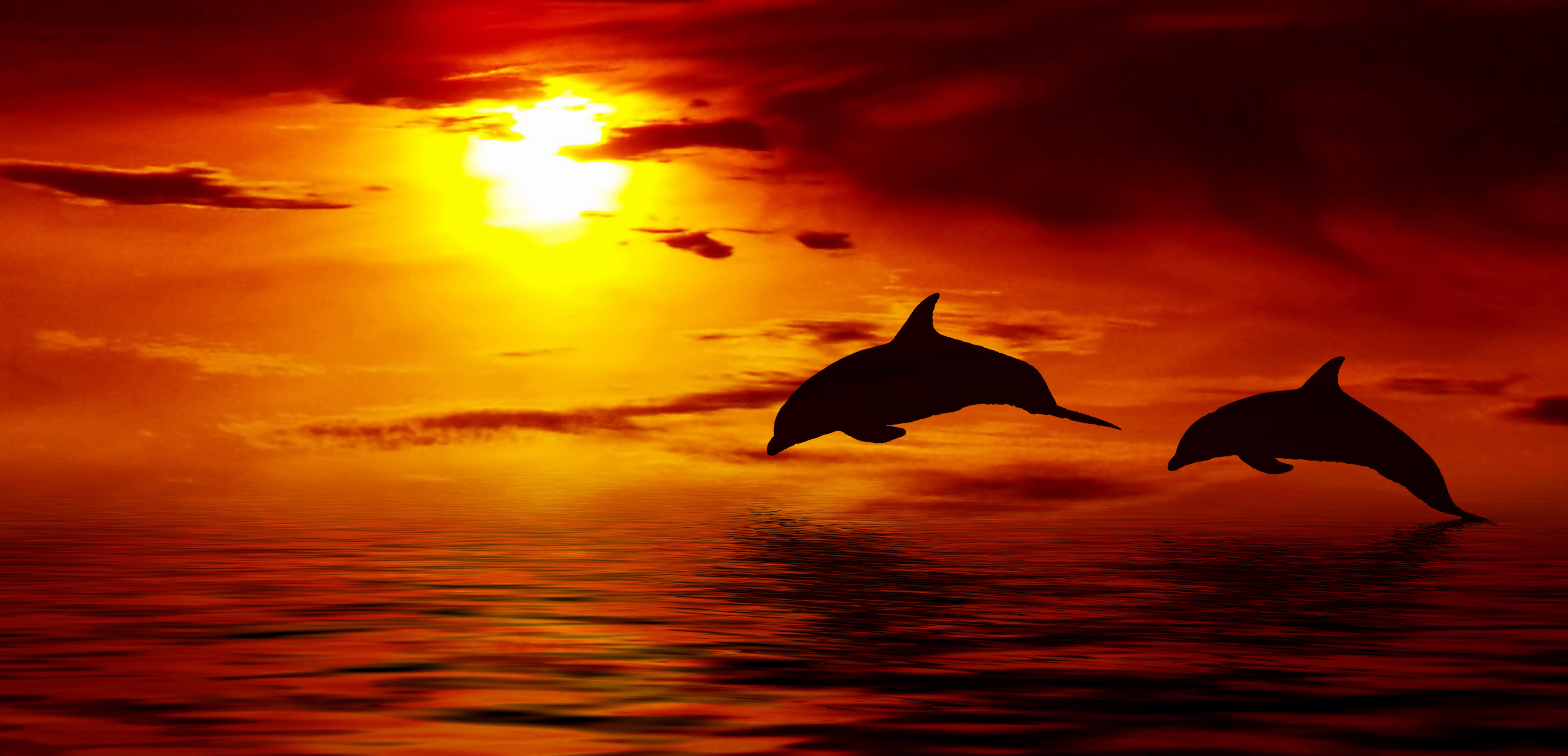 Wallpaper Beautiful Dolphin Jumping Up Ocean Sun Sunset Sky