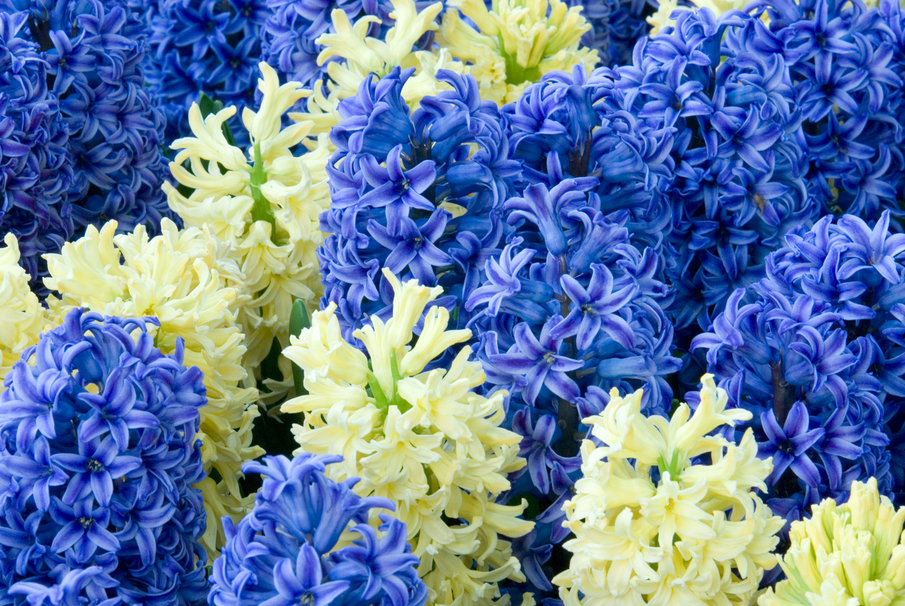 Blue And Light Yellow Hyacinth Flowers Wallpaper