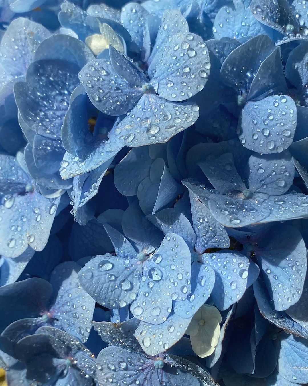 Blue Aesthetic Flowers With Water Droplets On Instagram Wallpaper