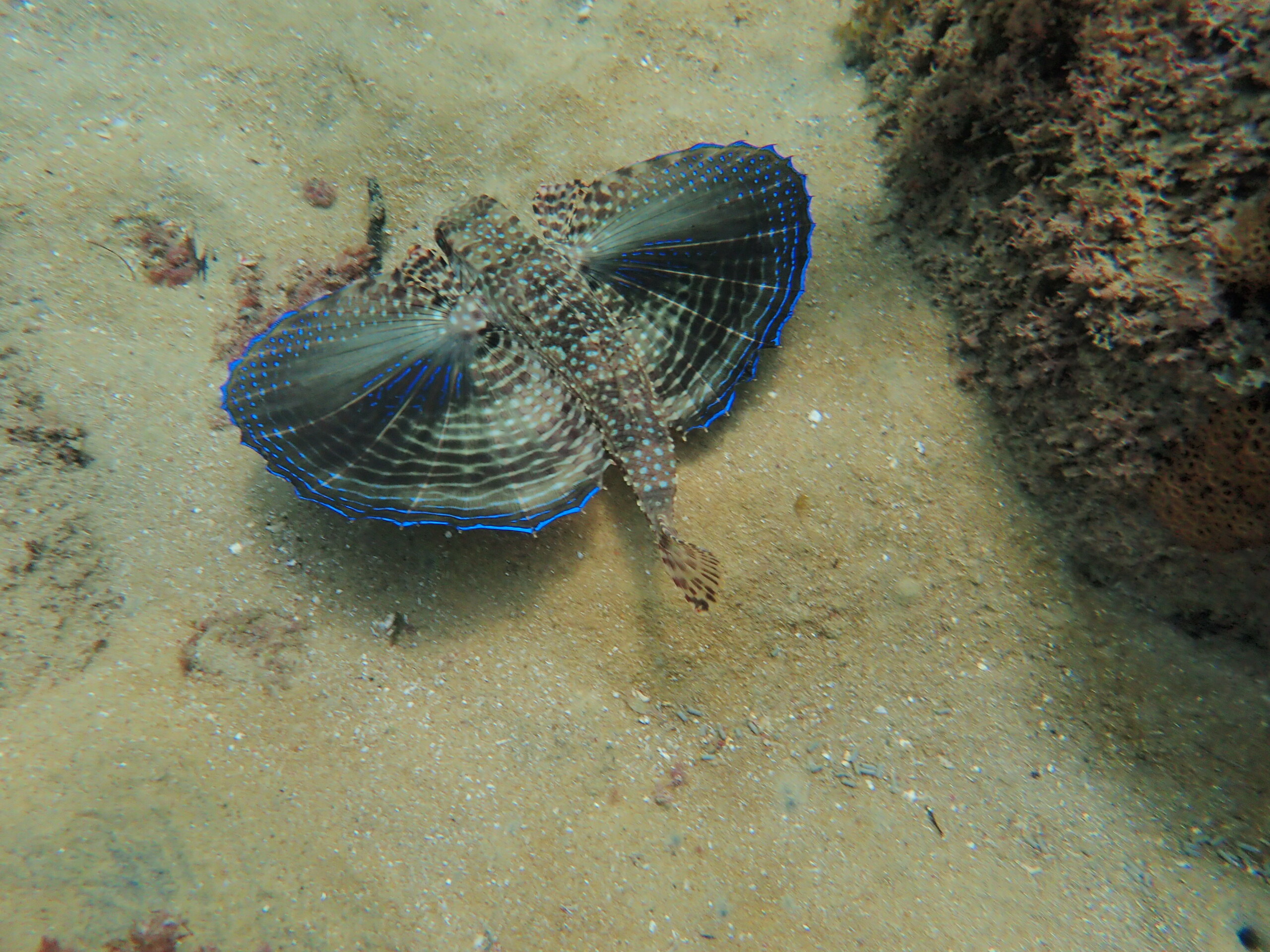 Flying Gurnard Dactylopterus Volitans Fish Sheet Wallpaper
