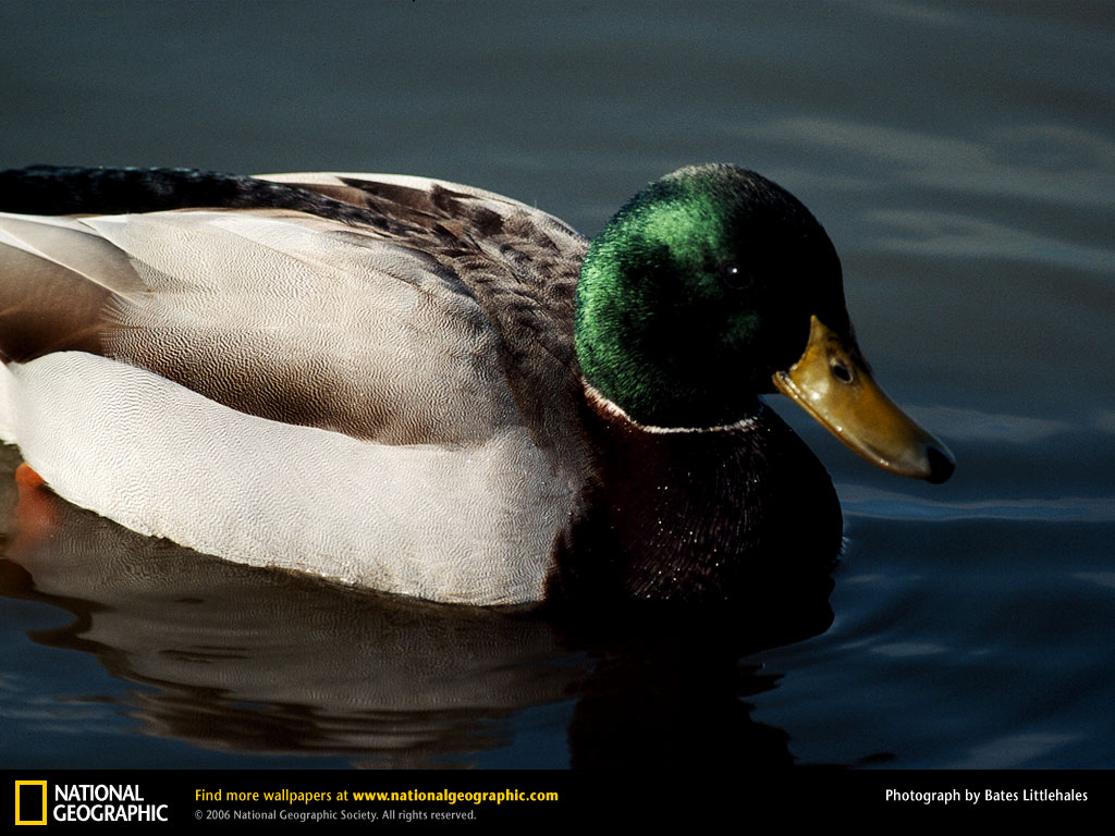 Mallard Duck Picture Desktop Wallpaper