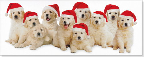 Golden Retriever Puppy Christmas Present Puppies