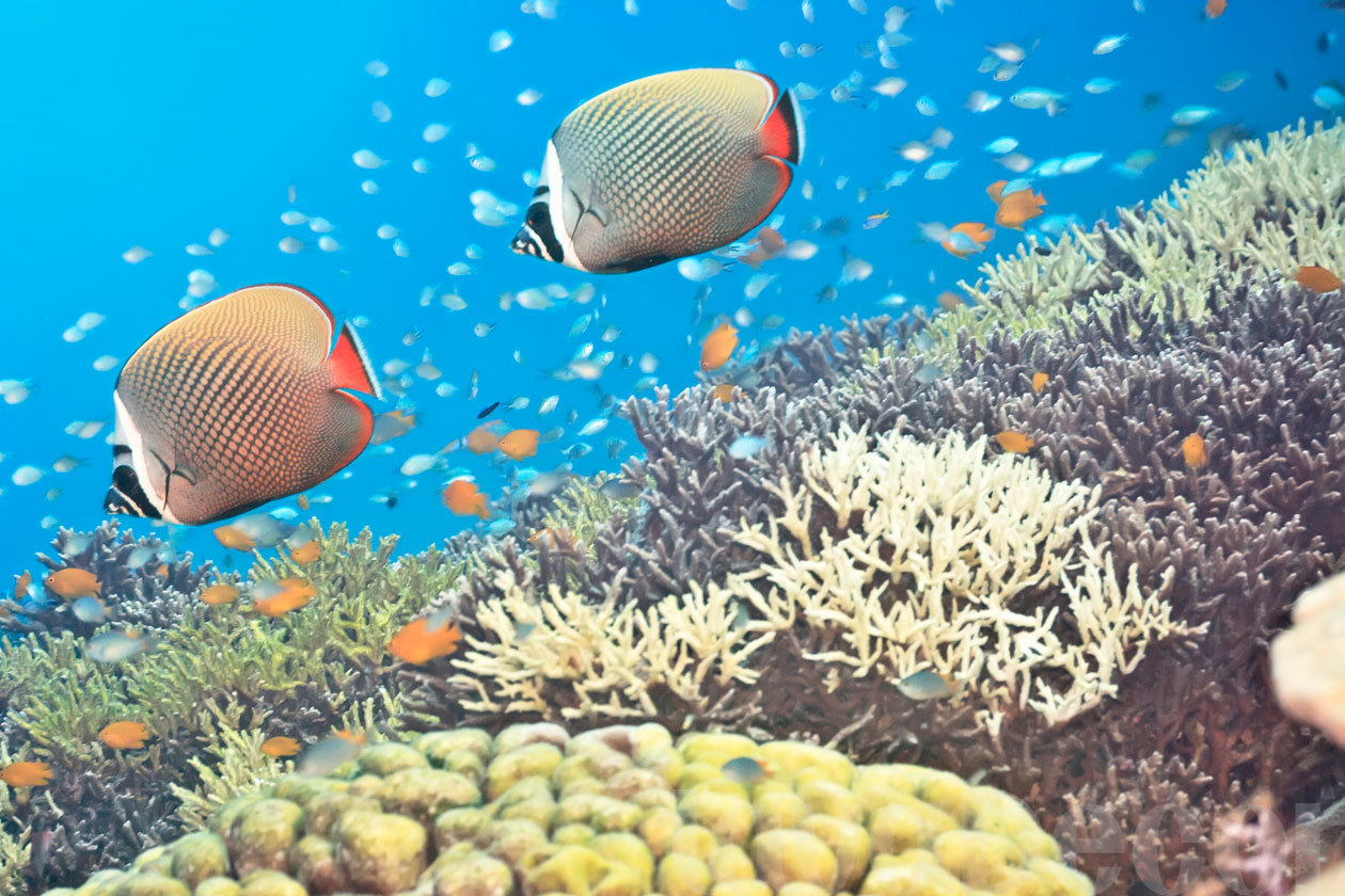 Underwater Panorama Coral Reef Background Bwalles