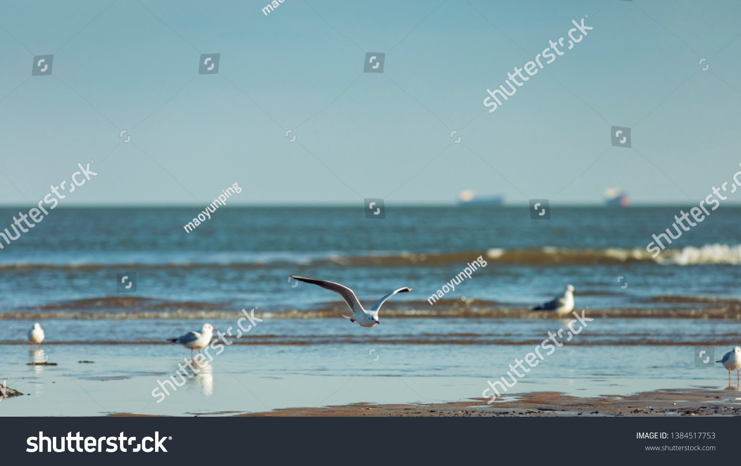 Seagull Background Flying By Sea Stock Photo Edit Now