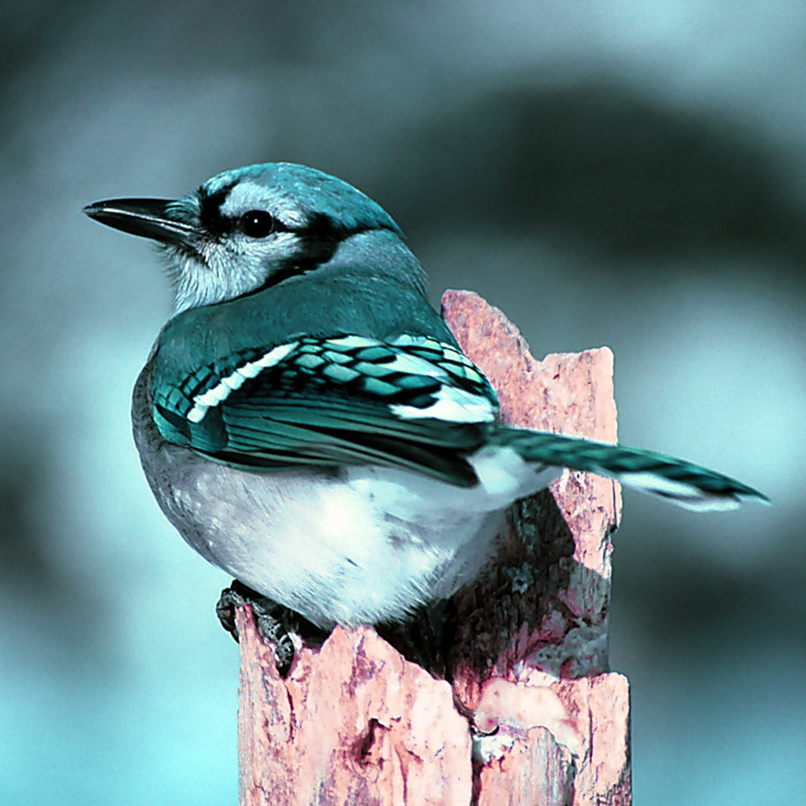 HD Blue Jay Bird Nature Wallpaper webextensionline