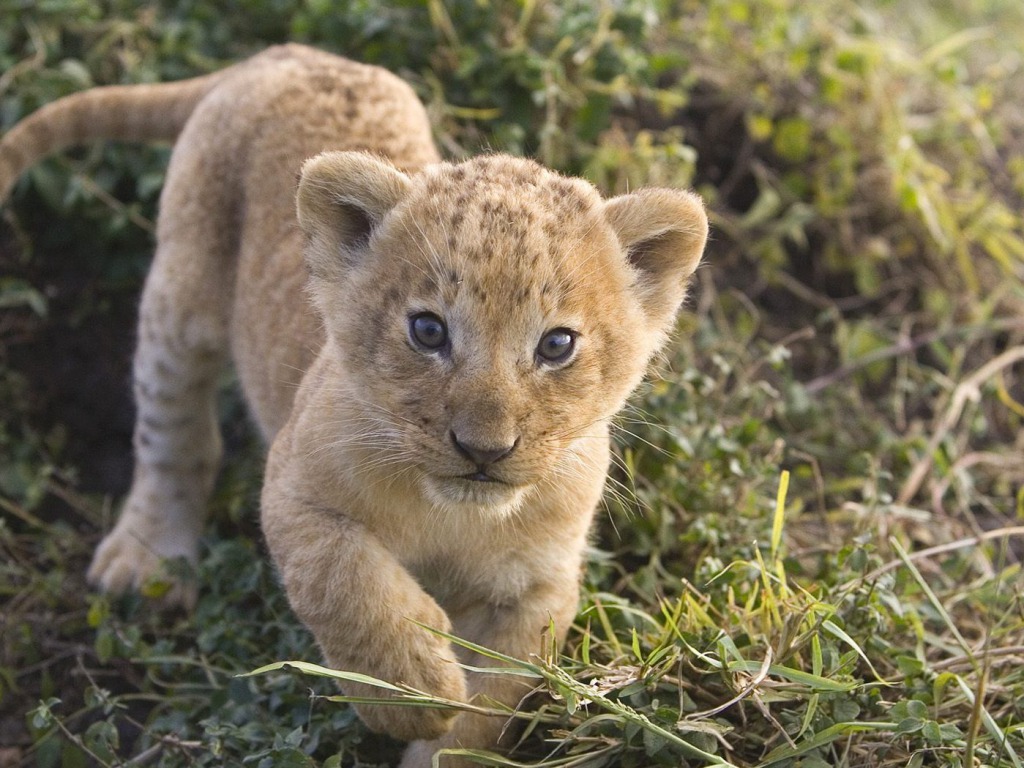 cute lion cubs wallpaper