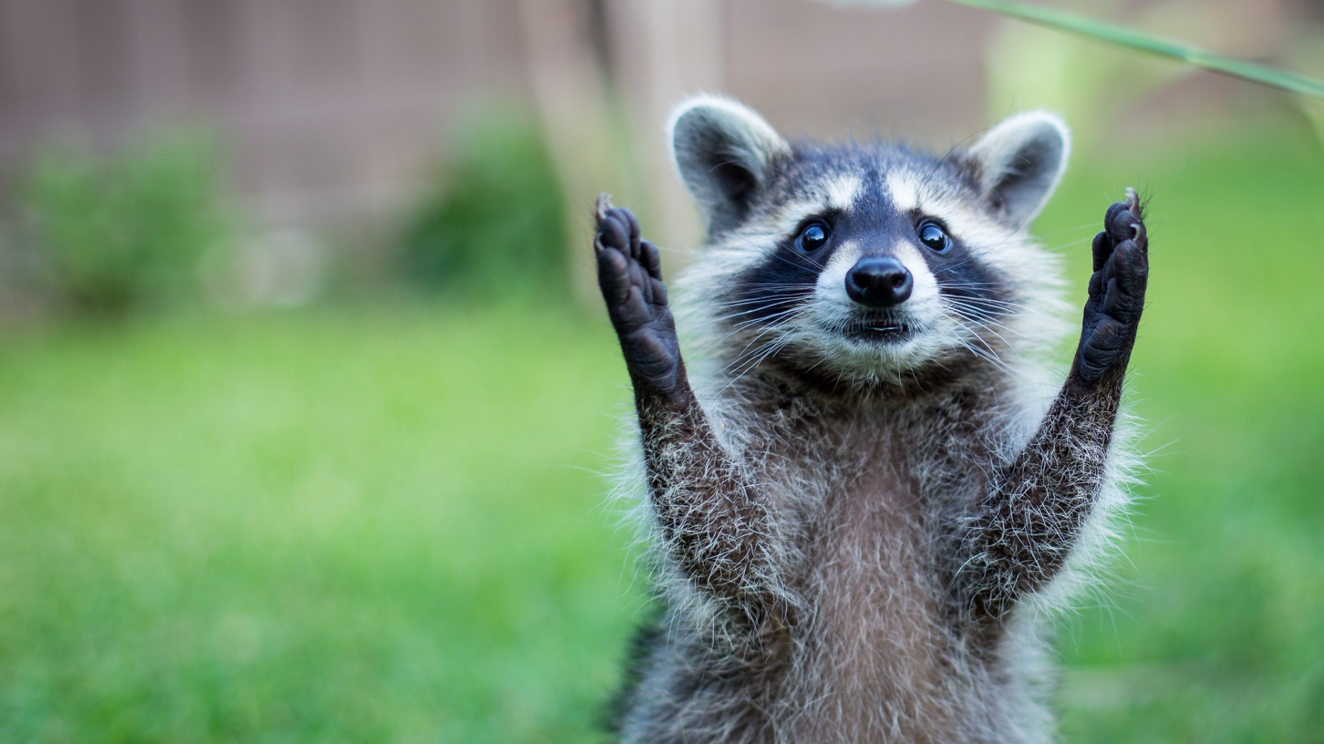 A cute baby raccoon with its paws raised in a gesture of surprise or adoration, against a blurred green background