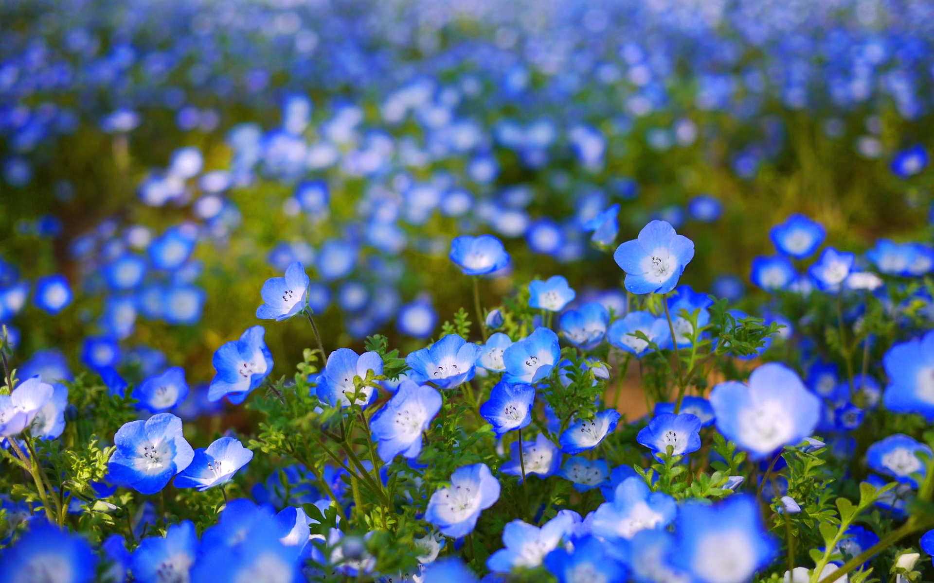 Cute Blue Flowers Photography Wallpaper