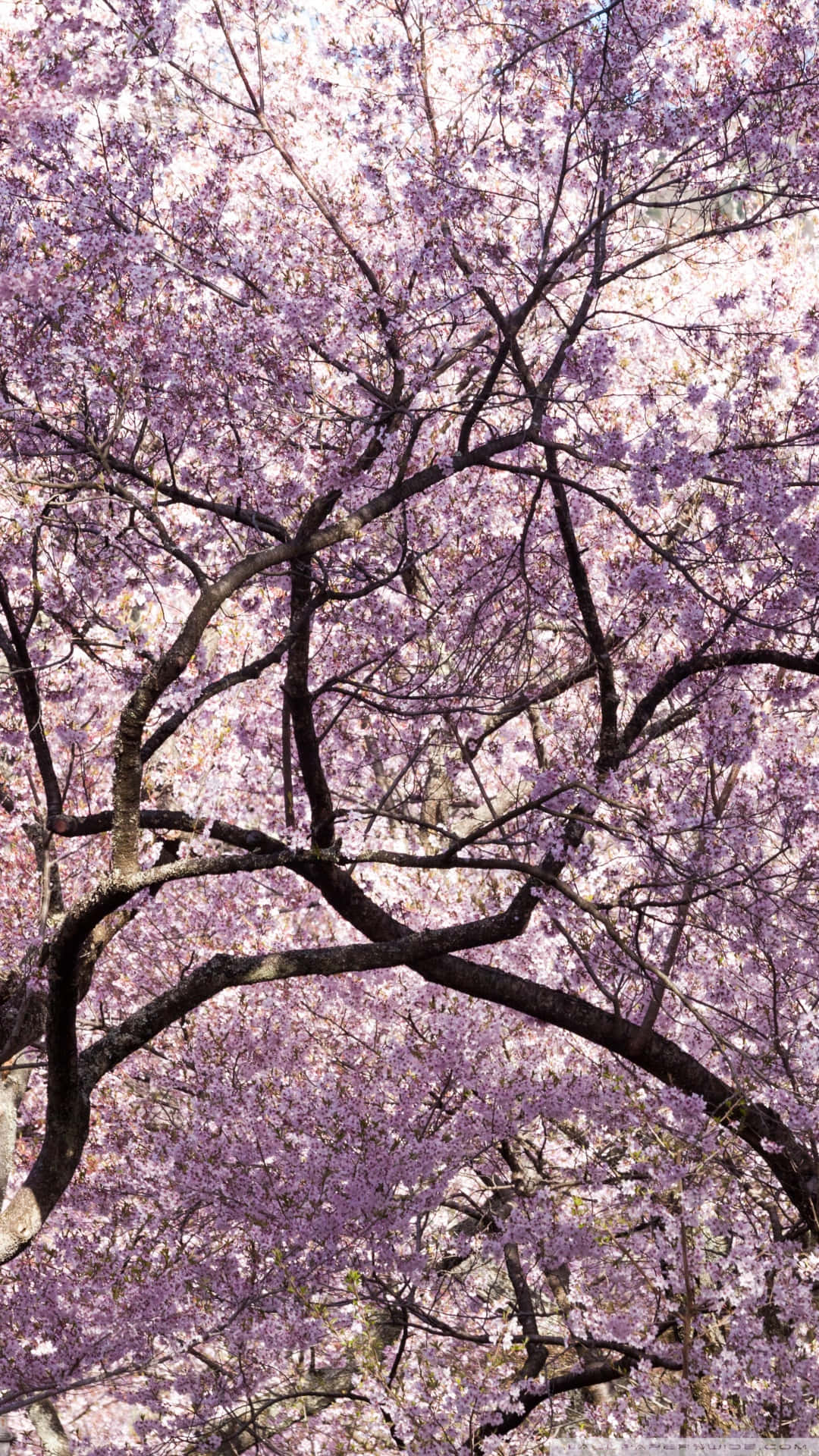 Pink Cherry Blossom Wallpaper