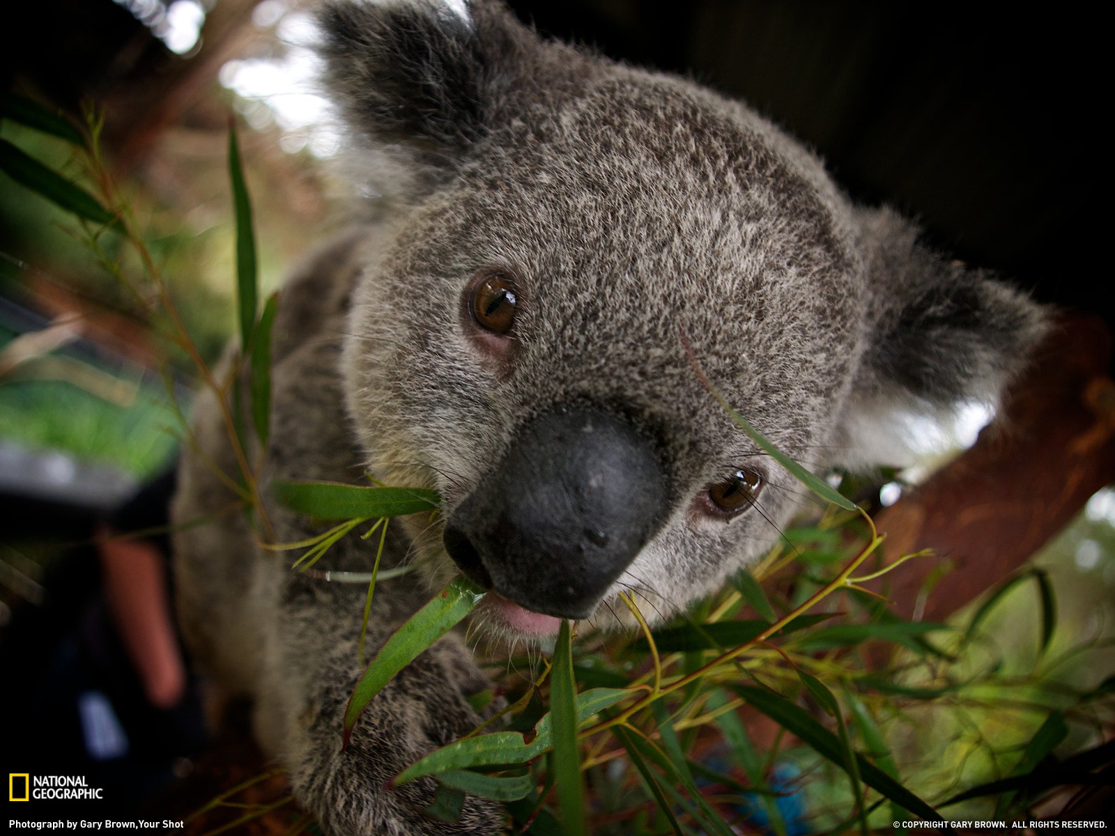 Koala Picture Animal Wallpaper National Geographic Photo Of The